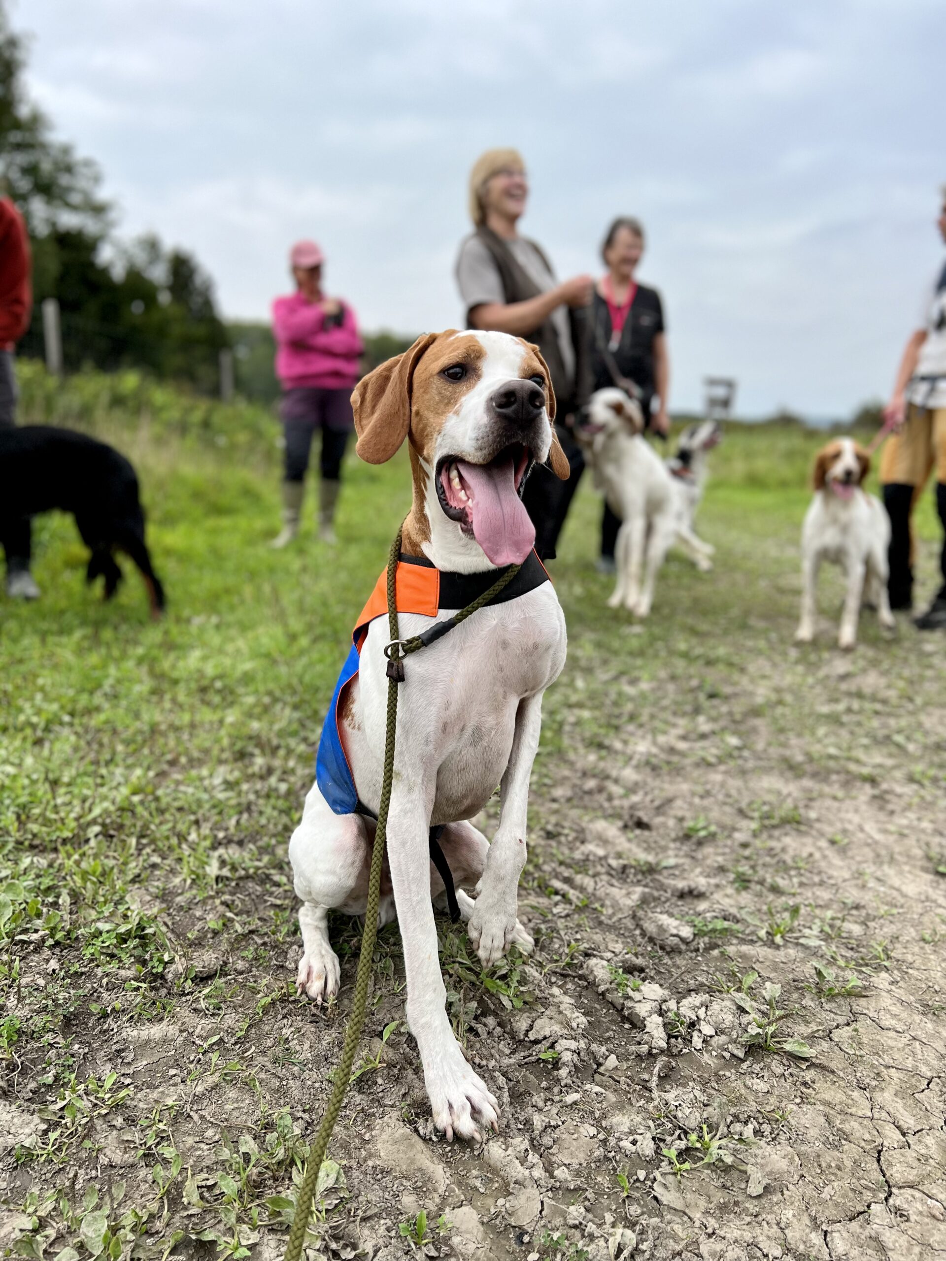 Inbjudan – Fältträning/parsläpp Långtora 20/3