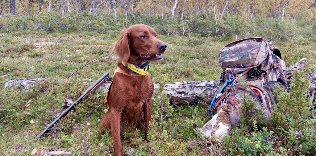 Inbjudan – Information från Jakthundskommittén