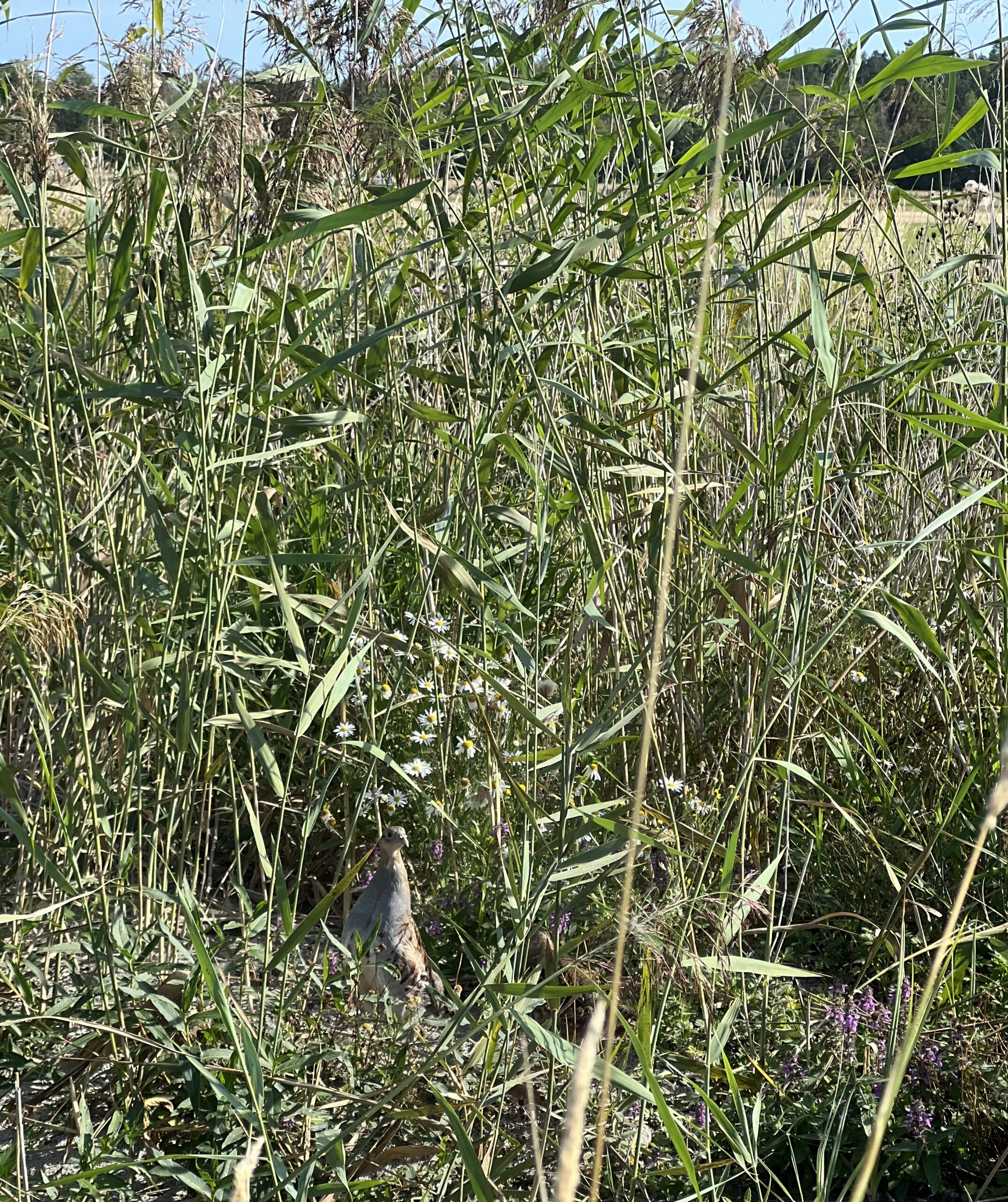 Inbjudan – Grunddressyr och stadgeträning 18 maj