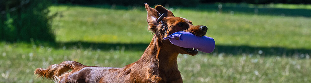 Save the date – Klubbhelg Västerås