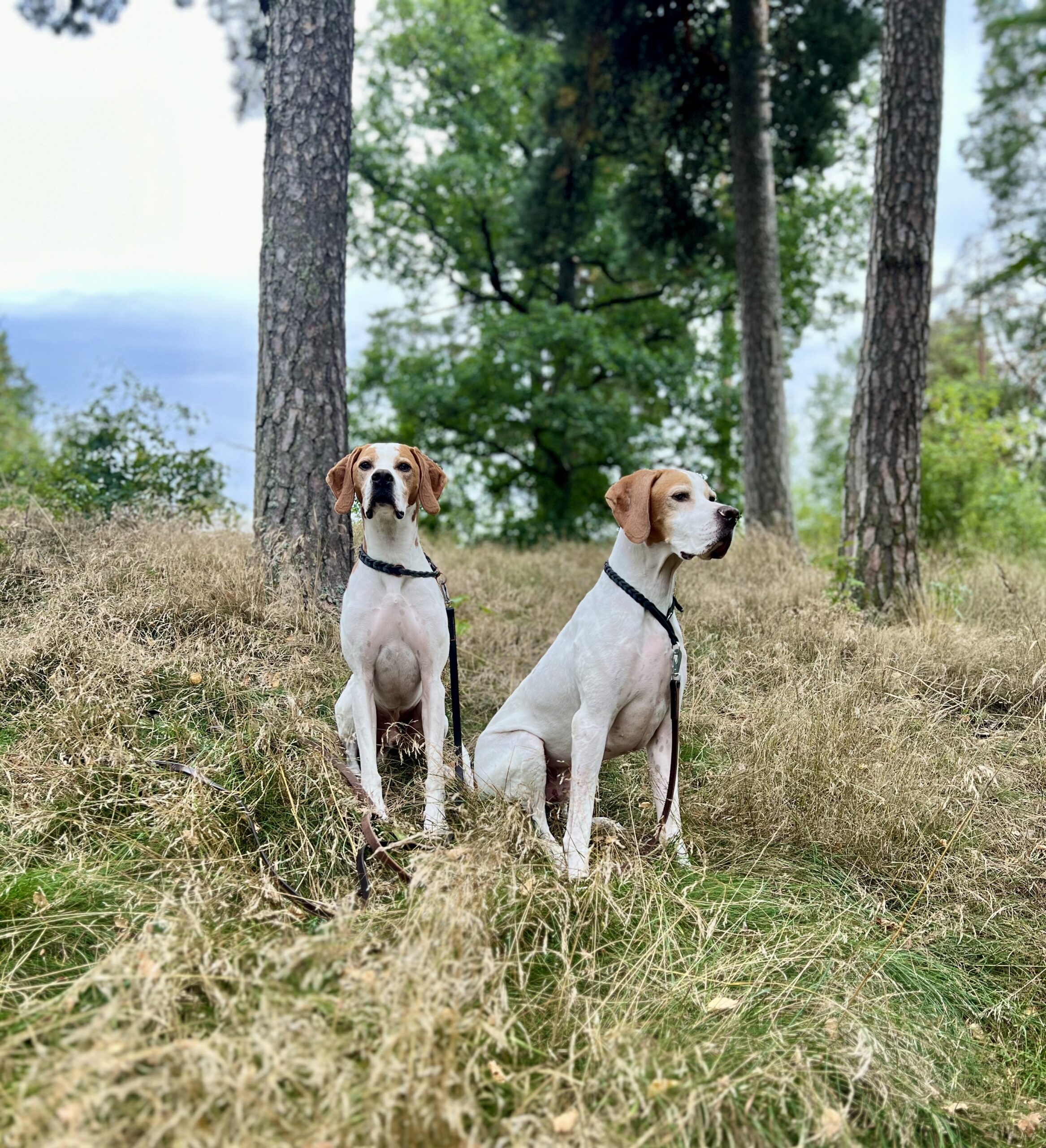 Intressekoll – Träningsgrupp Sörmland