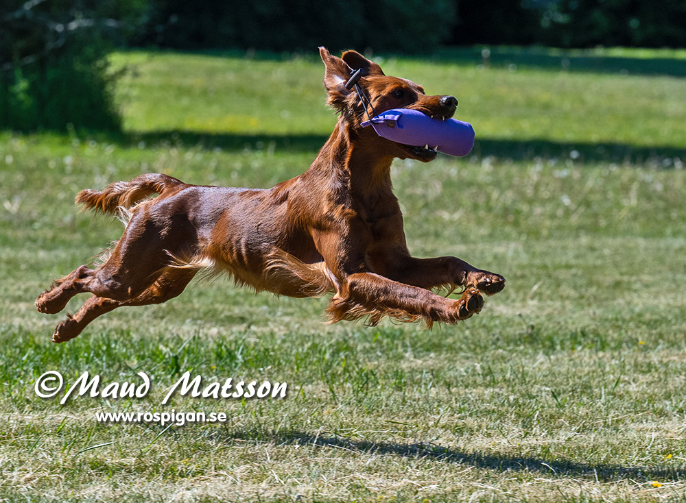 Klubbhelgsaktiviteter Jällsjö ställs in – Apport KM flyttas