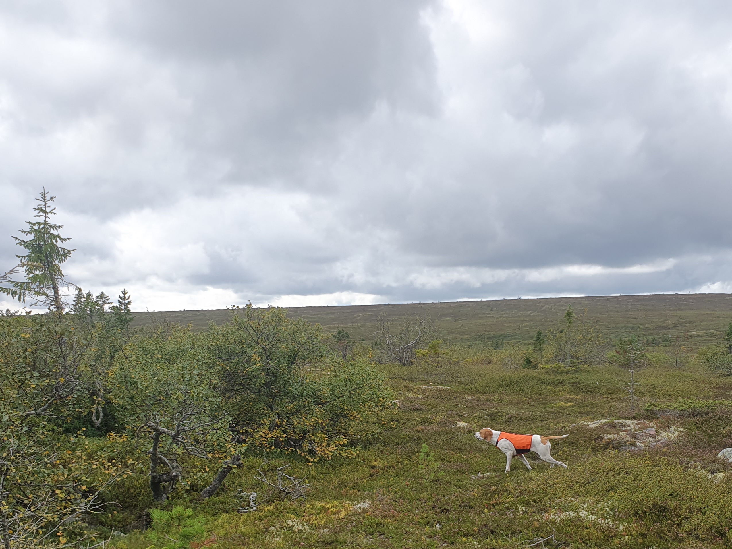 Inbjudan – Fjällträning Sälen