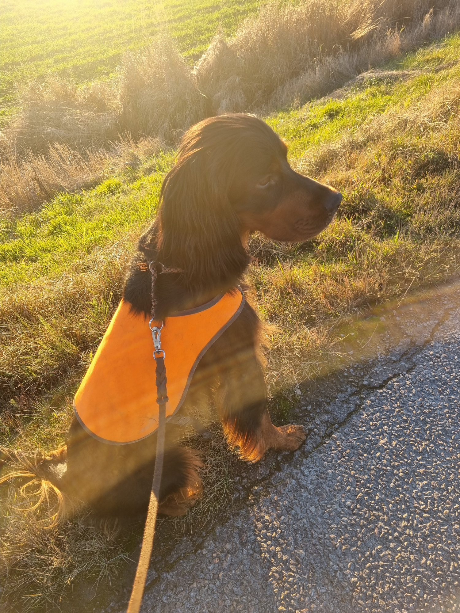 Lokal träningsgrupp – Uppland